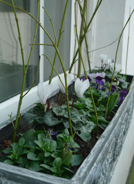 Violas, cyclamen and dogwood stems in a window box
