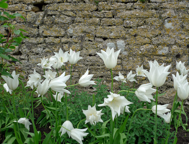 White-tulips