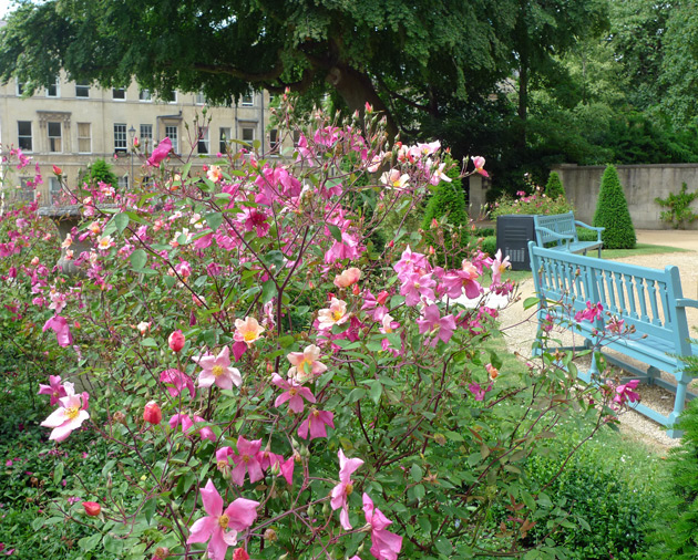 Roses at the Holbourne Museum, Bath