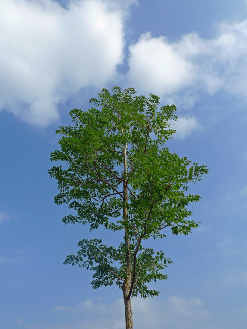 Kentucky coffee tree Gymnocladus dioicus, Hauser + Wirth Gallery