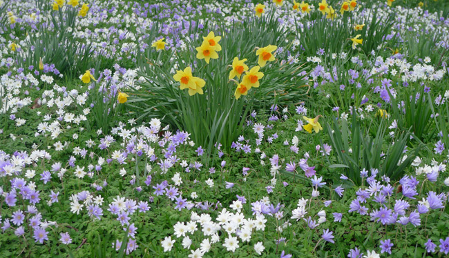 Daffodils-and-anemone