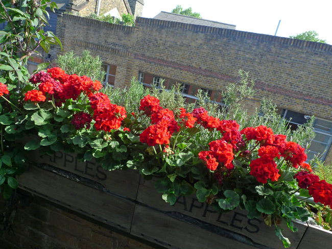 Red geraniums and rosemary on a balcony in Spitalfields